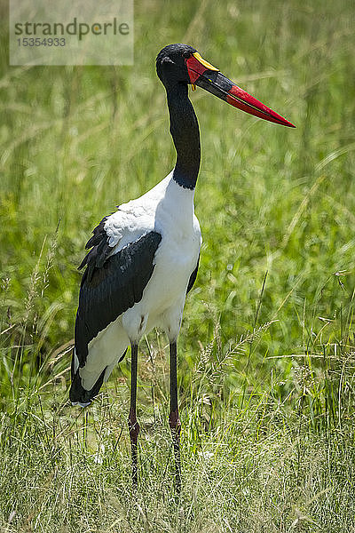 Sattelschnabelstorch (Ephippiorhynchus senegalensis) im langen Gras nach rechts  Serengeti-Nationalpark; Tansania