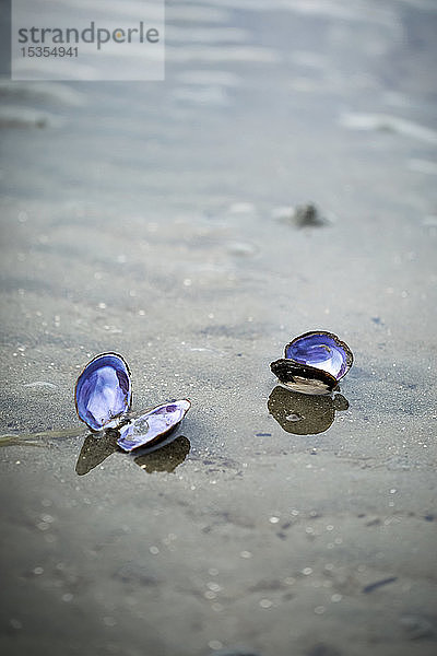 Zwei offene Muschelschalen am Strand  Blackie Spit  Crescent Beach; Surrey  British Columbia  Kanada