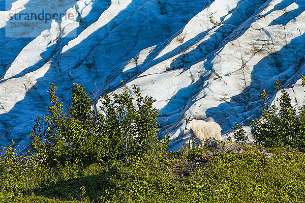 Eine Bergziege (Oreamnos americanus)  die auf der Tundra spazieren geht  mit dem Exit Glacier im Hintergrund im Kenai Fjords National Park an einem sonnigen Sommernachmittag in Süd-Zentral-Alaska; Alaska  Vereinigte Staaten von Amerika