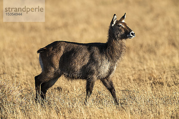 Weiblicher Defassa-Wasserbock (Kobus ellipsiprymnus) beim Durchqueren der Savanne im Sonnenschein  Serengeti; Tansania