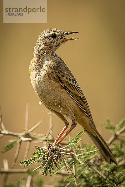 Graslandpieper (Anthus cinnamomeus) auf einem dornigen Ast  der den Kopf dreht  Serengeti-Nationalpark; Tansania