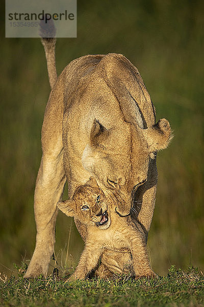 Löwin (Panthera leo) beugt sich vor  um ihr Junges in den Hals zu beißen  Serengeti-Nationalpark; Tansania