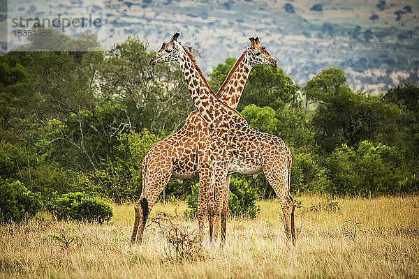 Zwei Massai-Giraffen (Giraffa camelopardalis tippelskirchii) kreuzen ihre Hälse bei Bäumen  Serengeti; Tansania