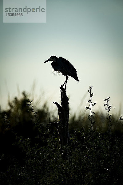 Schwarzkopfreiher (Ardea melanocephala) steht auf einem Baumstumpf in der Silhouette  Serengeti; Tansania