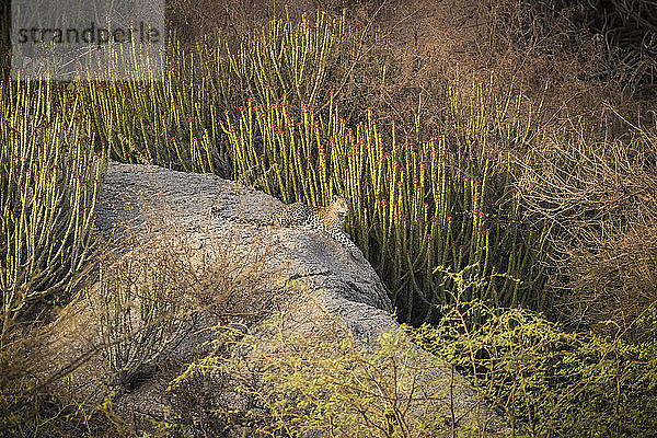 Leopard (Panthera pardus) in den Hügeln von Jawai; Rajastan  Indien