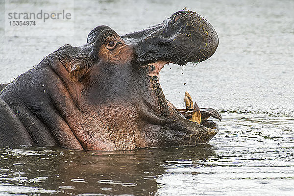 Kopfaufnahme eines gähnenden Flusspferdes (Hippopotamus amphibius) in der Seitenansicht im Ngorongoro-Schutzgebiet; Tansania