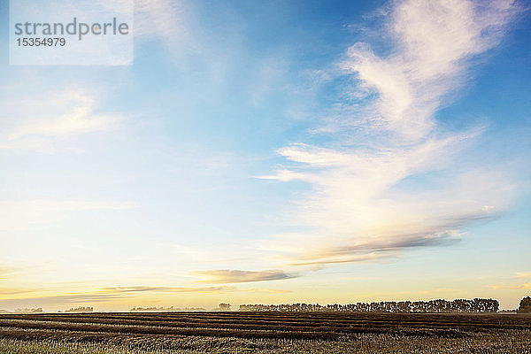 Ein Rapsfeld bei Sonnenuntergang  nachdem es geschwadet wurde und reif für die Ernte ist; Legal  Alberta  Kanada