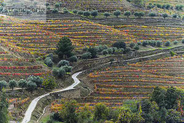 Buntes Laub an den Weinstöcken in einem Weinberg mit einer Straße  die sich durch die Landschaft schlängelt  Douro-Tal; Sao Joao de Pesqueira  Bezirk Viseu  Portugal