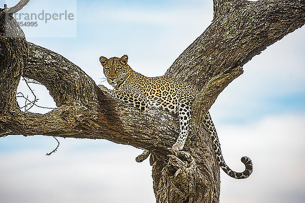 Leopard (Panthera pardus) beim Ausruhen in einem Baum im Ndutu-Gebiet des Ngorongoro-Krater-Schutzgebiets in den Serengeti-Ebenen; Tansania