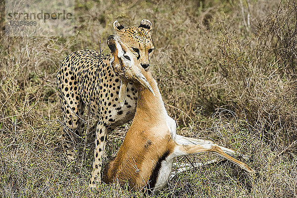 Weiblicher Gepard (Acinonyx jubatus) schleppt frisch getötete Thomson-Gazellen (Eudorcas thomsonii) im Ndutu-Gebiet des Ngorongoro-Schutzgebiets in der Serengeti-Ebene; Tansania