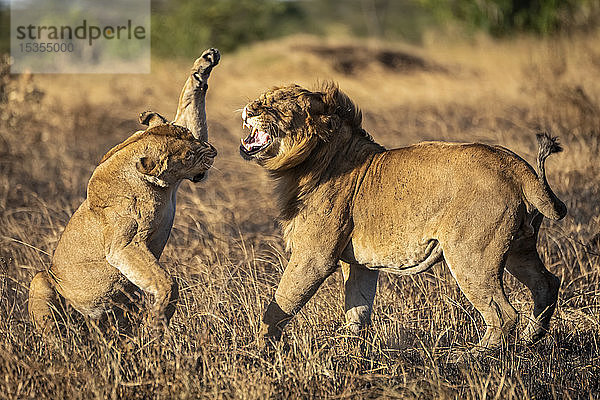 Eine Löwin (Panthera leo) ist dabei  einem männlichen Löwen nach der Paarung eine Ohrfeige zu geben. Beide haben ein goldenes Fell und stehen auf einem Fleck verbrannten Grases im warmen Abendlicht. Aufgenommen mit einer Nikon D810 im Serengeti-Nationalpark; Tansania