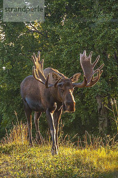 Eine Nahaufnahme eines Elchbullen (Alces alces) in Samt im Kincade Park im Südwesten von Anchorage an einem sonnigen Herbsttag; Anchorage  Alaska  Vereinigte Staaten von Amerika