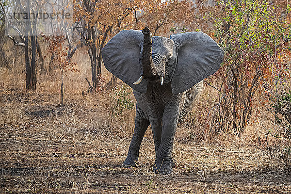 Afrikanischer Elefant (Loxodonta africana) mit erhobenem Rüssel und weit gespreizten Ohren im Ruaha-Nationalpark; Tansania
