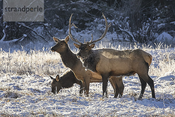 Elchbulle (Cervus canadensis) mit Elchkuh und Kalb; Denver  Colorado  Vereinigte Staaten von Amerika