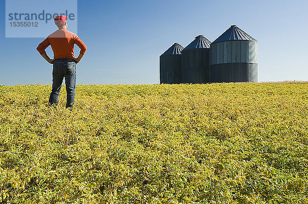 Ein Landwirt blickt auf ein reifendes Kichererbsenfeld in der Nähe von Kincaid  Saskatchewan  Kanada