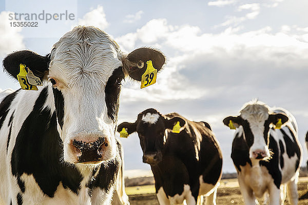 Neugierige Holstein-Kühe schauen in die Kamera  während sie in einem eingezäunten Bereich mit Kennzeichnungsschildern in den Ohren auf einem Roboter-Milchviehbetrieb nördlich von Edmonton stehen; Alberta  Kanada