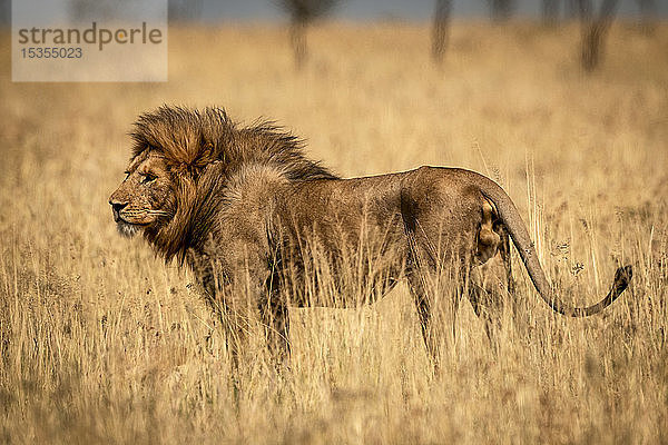 Männlicher Löwe (Panthera Leo) steht im Profil im Gras  Serengeti National Park; Tansania