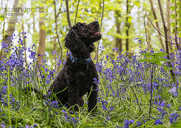 Porträt eines schwarzen Hundes  der zwischen Glockenblumen sitzt und nach oben schaut; South Shields  Tyne and Wear  England