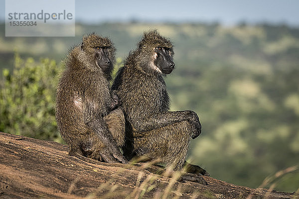 Olivenpavian (Papio anubis) sitzt hinter einem anderen auf einem Felsen  Serengeti-Nationalpark; Tansania