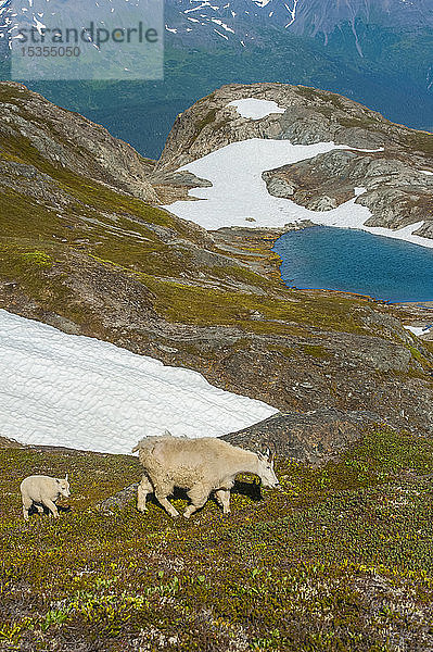 Eine Bergziegenfamilie (Oreamnos americanus) mit einem unbenannten Teich im Hintergrund im Kenai Fjords National Park an einem sonnigen Sommertag; Alaska  Vereinigte Staaten von Amerika