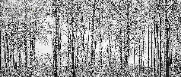 Schneebedeckte  blattlose Bäume im Winter; Thunder Bay  Ontario  Kanada