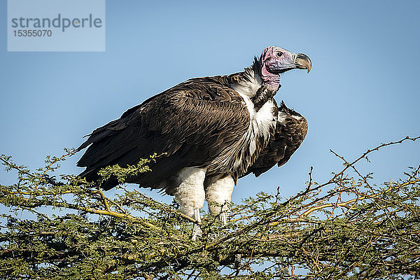 Ohrengeier (Torgos tracheliotos) auf Dornenbusch unter blauem Himmel  Serengeti; Tansania