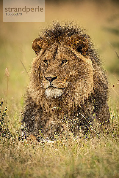 Männlicher Löwe (Panthera leo) liegt im Gras und starrt nach links  Serengeti National Park; Tansania