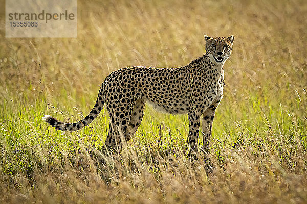 Gepard (Acinonyx jubatus) steht mit Blick auf die Kamera im langen Gras  Serengeti; Tansania
