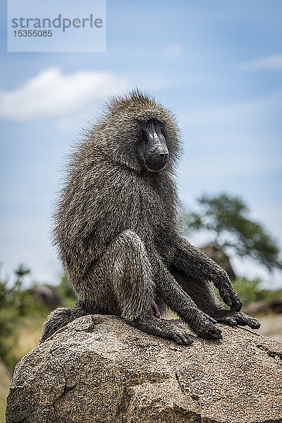 Olivenpavian (Papio anubis) sitzt auf einem Felsen und schaut nach rechts  Serengeti-Nationalpark; Tansania