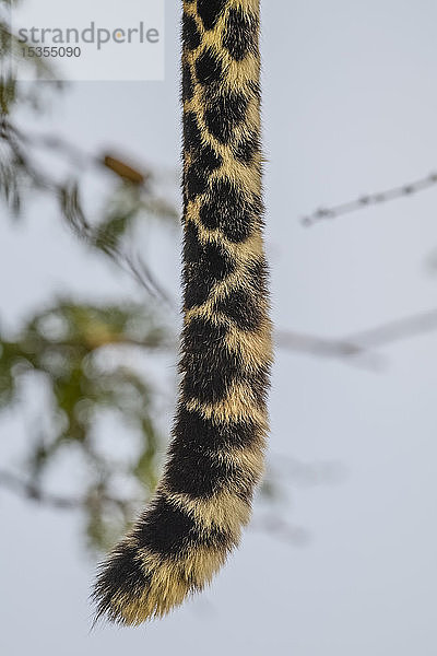 Nahaufnahme eines Leoparden (Panthera pardus)  dessen Schwanz gerade nach unten hängt  Serengeti National Park; Tansania