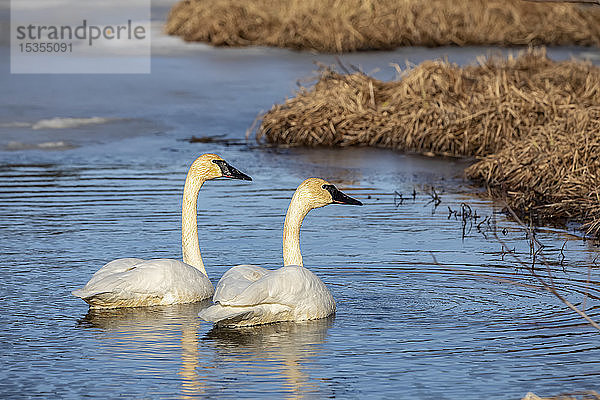 Trompeterschwäne (Cygnus buccinator)  unsere größten Wasservögel  treffen im Frühjahr in Alaska ein. Dieses verpaarte Paar befindet sich in einem Teich in der Nähe von Seward  wo sie bald zu nisten beginnen werden; Alaska  Vereinigte Staaten von Amerika