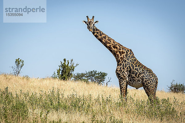 Masai-Giraffe (Giraffa camelopardalis tippelskirchii) steht am Hang und beobachtet die Kamera  Serengeti; Tansania