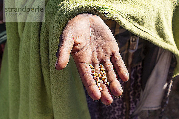 Hand eines äthiopischen Kindes mit Weizenkörnern  Simien-Gebirge; Region Amhara  Äthiopien