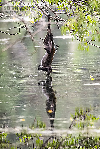 Sykes-Affe (Cercopithecus albogularis) hängt mit einem Fuß an einem Ast  um aus einem Teich in der Ngare Sero Mountain Lodge in der Nähe von Arusha zu trinken; Tansania