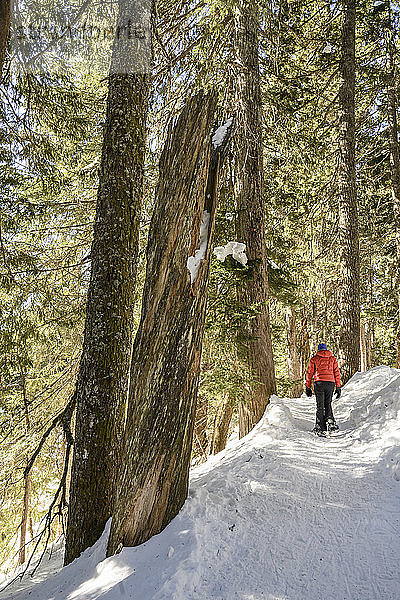 Frau beim Schneeschuhwandern auf dem Dog Mountain Snowshoe Trail in North Vancouver; Vancouver  British Columbia  Kanada