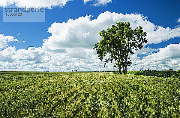 Mitten im Wachstum befindliches Frühjahrsweizenfeld und Pappel  in der Nähe von Roland; Manitoba  Kanada