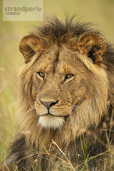 Nahaufnahme des Gesichts eines männlichen Löwen (Panthera leo) im Gras  Serengeti-Nationalpark; Tansania