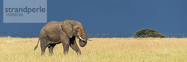 Panorama eines afrikanischen Buschelefanten (Loxodonta africana) in der Savanne  der durch langes  goldenes Gras läuft  das im Kontrast zu den dunkelblauen Gewitterwolken im Hintergrund steht. Er hat graue  faltige Haut und füttert sich selbst mit seinem Rüssel. Aufgenommen in Klein's Camp  Serengeti-Nationalpark; Tansania