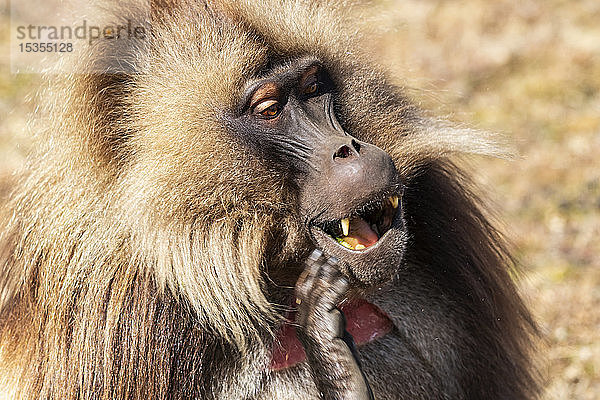 Männlicher Gelada (Theropithecus gelada)  Simien National Park; Amhara Region  Äthiopien