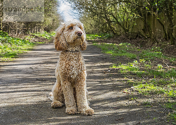 Porträt eines Golden-Doodle-Hundes  der auf einem Weg sitzt; South Shields  Tyne and Wear  England