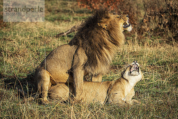 Zwei sich paarende Löwen (Panthera leo)  die sich gegenseitig anknurren  Serengeti National Park; Tansania