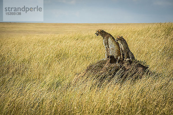 Gepard (Acinonyx jubatus) und Junges sitzen auf einem Termitenhügel  Serengeti; Tansania