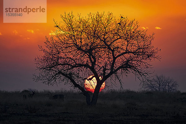 Dramatischer Sonnenuntergang mit der Sonne  die hinter einem silhouettierten Baum versinkt  und dem rot und gelb leuchtenden Himmel; Denver  Colorado  Vereinigte Staaten von Amerika