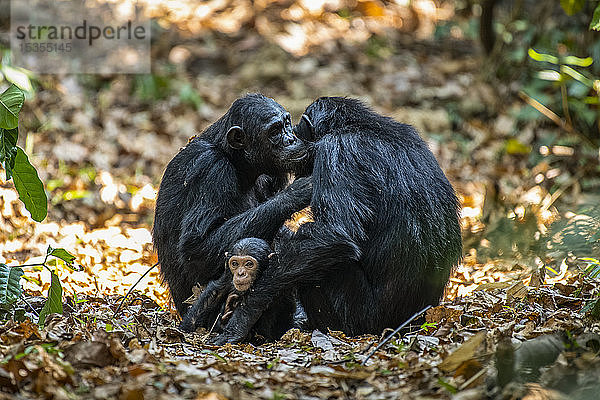 Schimpansenweibchen (Pan troglodytes)  die sich gegenseitig pflegen  während eines ihrer Babys zwischen ihnen sitzt  im Mahale Mountains National Park am Ufer des Tanganjikasees; Tansania