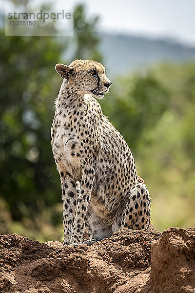 Gepard (Acinonyx jubatus) sitzt auf einem Termitenhügel und dreht den Kopf  Serengeti; Tansania