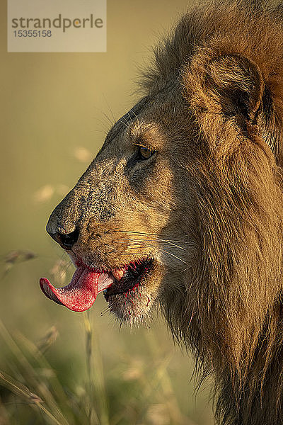 Nahaufnahme eines männlichen Löwen (Panthera leo)  der sich die blutigen Lippen leckt  Serengeti National Park; Tansania