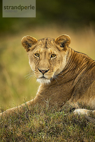 Nahaufnahme einer Löwin (Panthera leo) im Gras  die die Kamera beobachtet  Serengeti National Park; Tansania