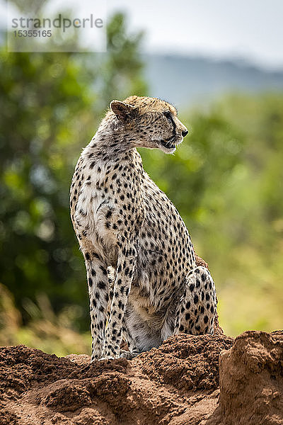 Gepard (Acinonyx jubatus) sitzt auf einem Termitenhügel und schaut sich um  Serengeti; Tansania
