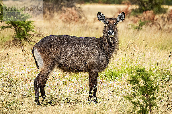 Weiblicher Defassa-Wasserbock (Kobus ellipsiprymnus) steht im kurzen Gras  Serengeti; Tansania