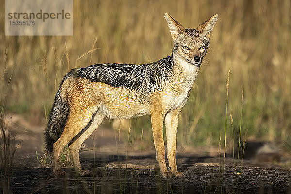 Schabrackenschakal (Canis mesomelas) steht im Sonnenschein und beobachtet die Kamera  Serengeti; Tansania